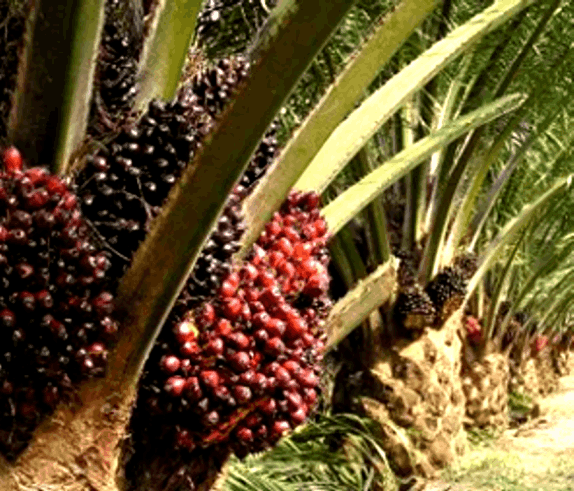 Oil-Palm